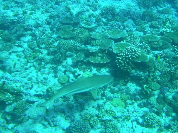 98- Requin pointe noire 